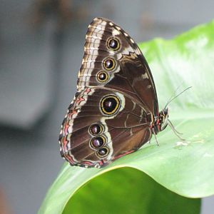 Morpho peleides