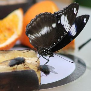 Hypolimnas bolina and flies