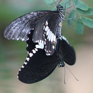 Probably Papilio memnon