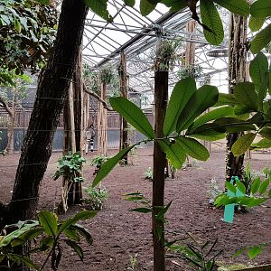 Okapi-indoor enclosure