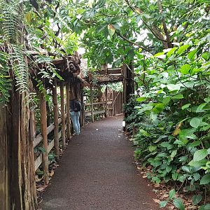 Path along indoor-enclosure okapi