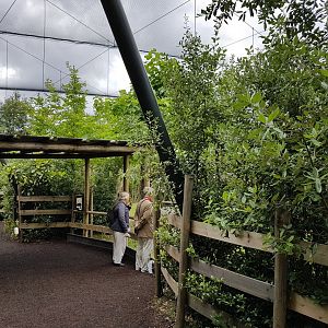Walk-through aviary along Okapi out-side enclosure