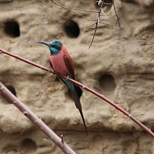 Carmine bee-eater in front of nesting-wall