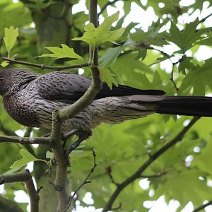 Western plantain-eater
