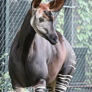 Okapi