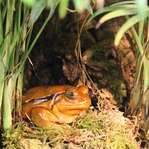 Sambava tomato frog - Dyscophus guineti