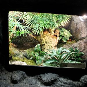 Enclosure Sambava tomato frog