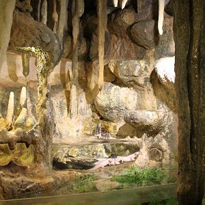 Eclosure Axelotl - Blind cave Fish - Clawed frog