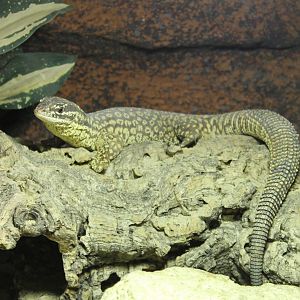 Spiny-tailed monitor