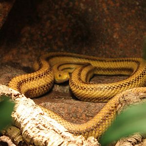 Yellow ratsnake