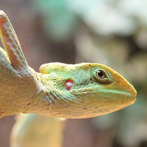 Eastern casquehead iguana