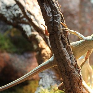 Eastern casquehead iguana