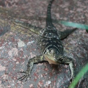 Blue spiny lizard - Sceloporus cyanogenys