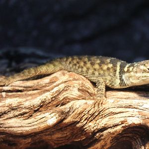 Blue spiny lizard - Sceloporus cyanogenys
