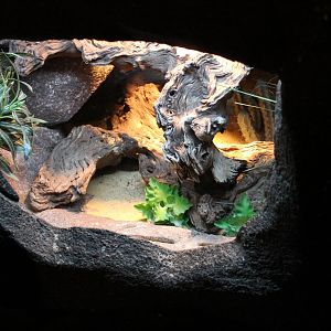 Enclosure Blue spiny lizard