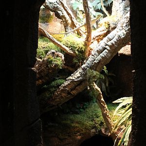 Enclosure Casquehead iguana