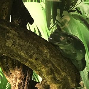 Australian green tree frog 270118