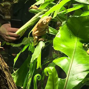 Polipedates otilophus 270118