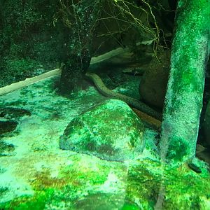 Dwarf siren (Siren intermedia) 270118