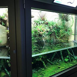 Dwarf siren exhibit 270118