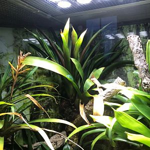 Tiger-legged treefrog exhibit 270118