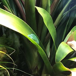 Tiger-legged treefrog (Phyllomedusa tomopterna) 270118