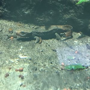 Chinese warty newt 270118