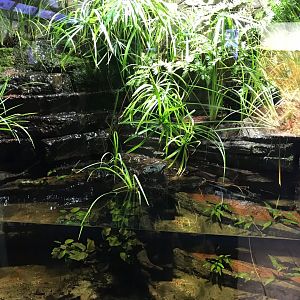 Chinese warty newt exhibit 270118