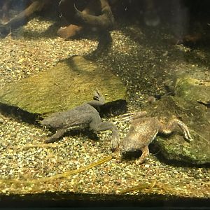 Sabana Surinam toads 270118