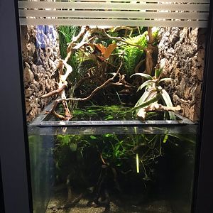 Sabana Surinam toad exhibit 270118