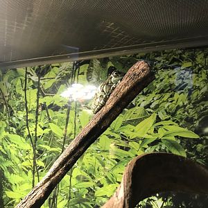 Amazon milk frog 270118