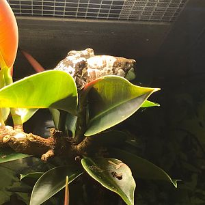 Amazon milk frogs 270118