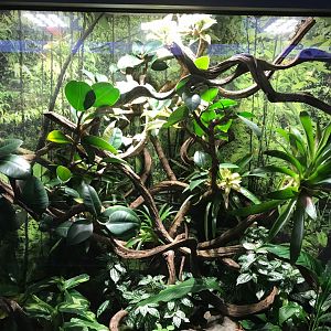 Amazon milk frog exhibit 270118