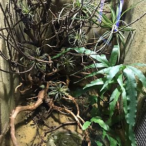 Eastern green toad exhibit 270118