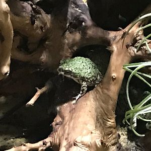 Eastern green toad 270118