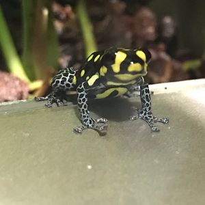 Ranitomeya vanzolinii 270118