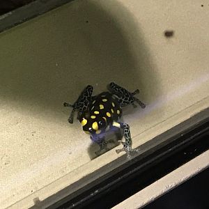 Ranitomeya vanzolinii 270118