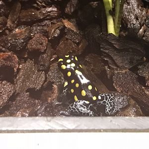 Dyeing poison frog 270118