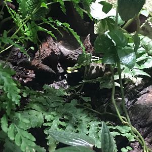 Poison dart frog exhibit 270118