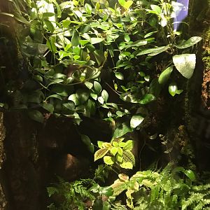 Poison dart frog exhibit 270118