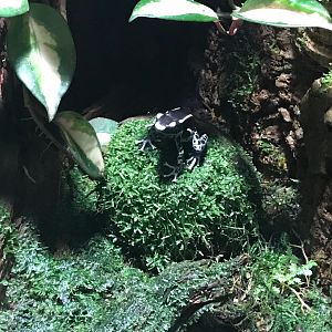 Dyeing poison frog 270118