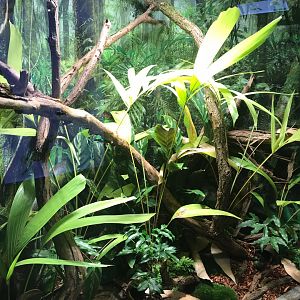 Red-eyed tree frog exhibit 270118