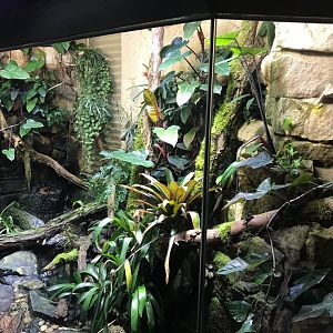 Cane toad exhibit 270118