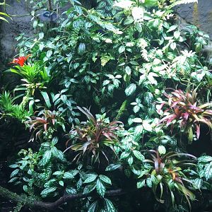 Amphibian terrarium 270118