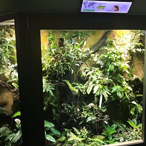 Amphibian terrarium 270118