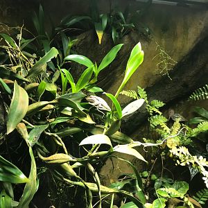 Amphibian exhibit 270118