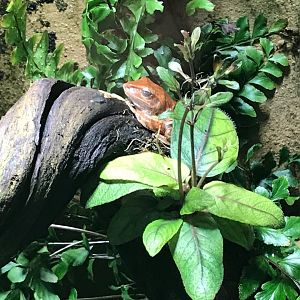 Amphibian terrarium 270118