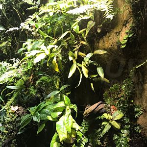 Amphibian exhibit 270118