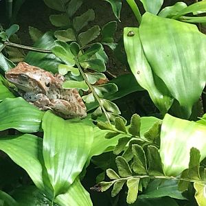 Frog species - ID please? 270118