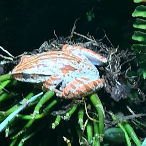 Frog species - ID please? 270118